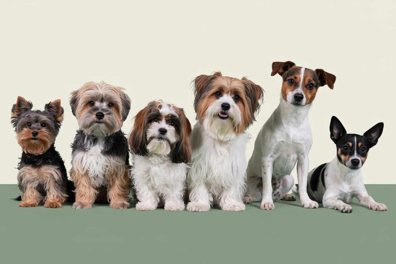 Plusieurs chiens adorables qui nous fixent du regard 