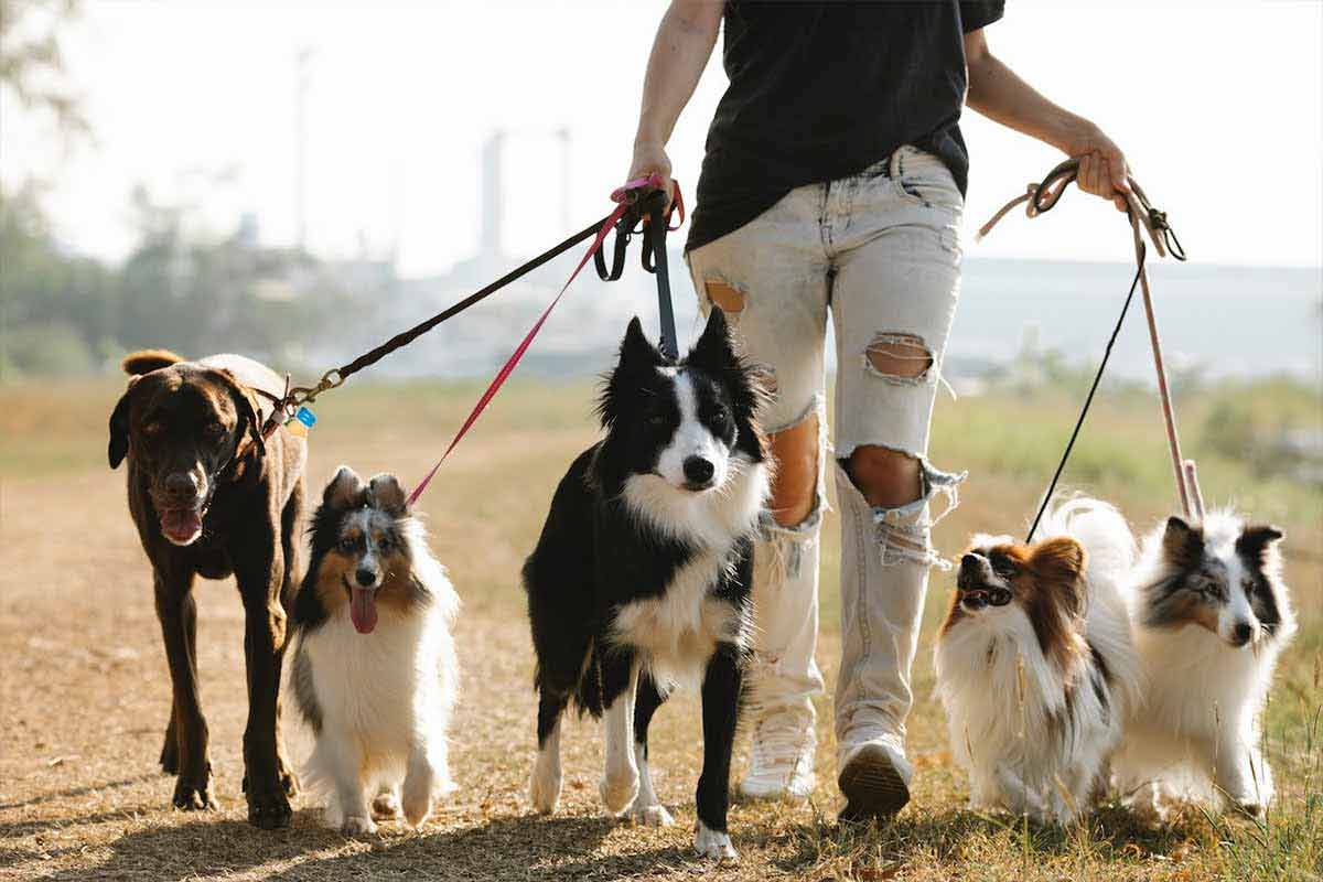 Top 10 des chiens de France