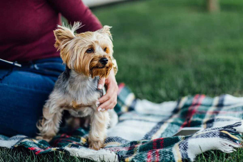 Tout savoir sur le Yorkshire Terrier