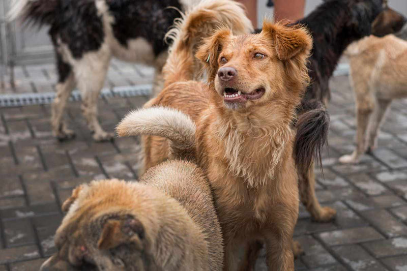 Le croisement des chiens