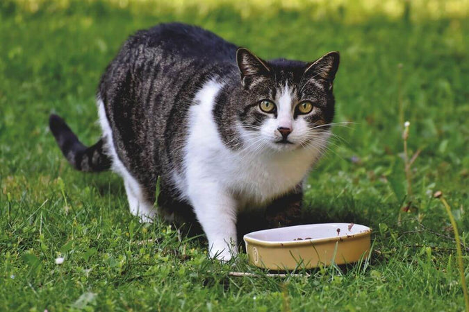 Troubles digestifs chez le chat