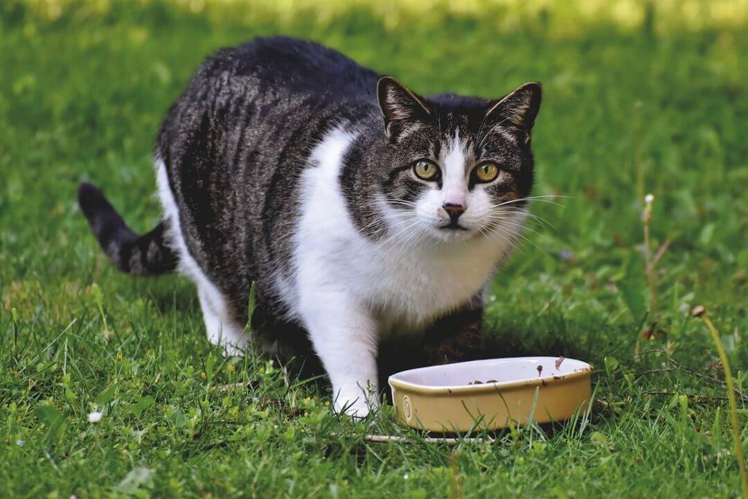 Troubles digestifs chez le chat