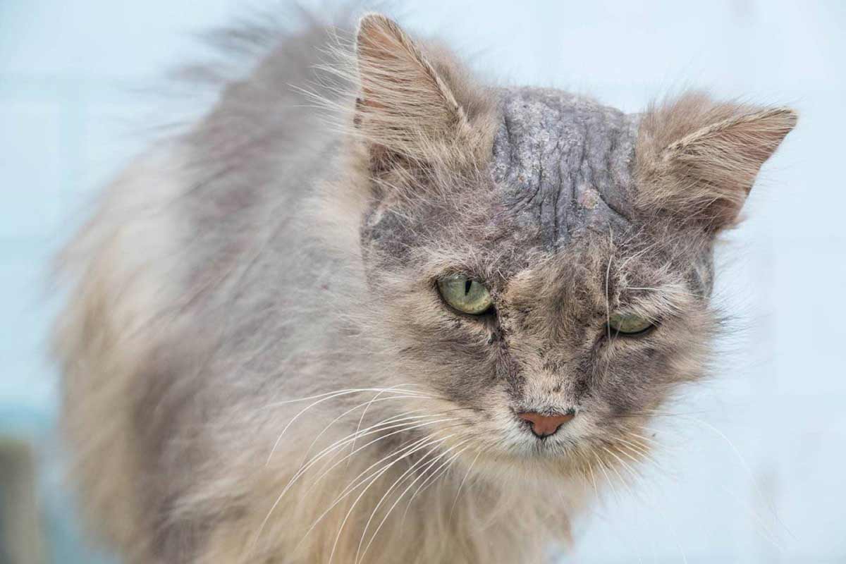 Soulager les Allergies chez les Chats