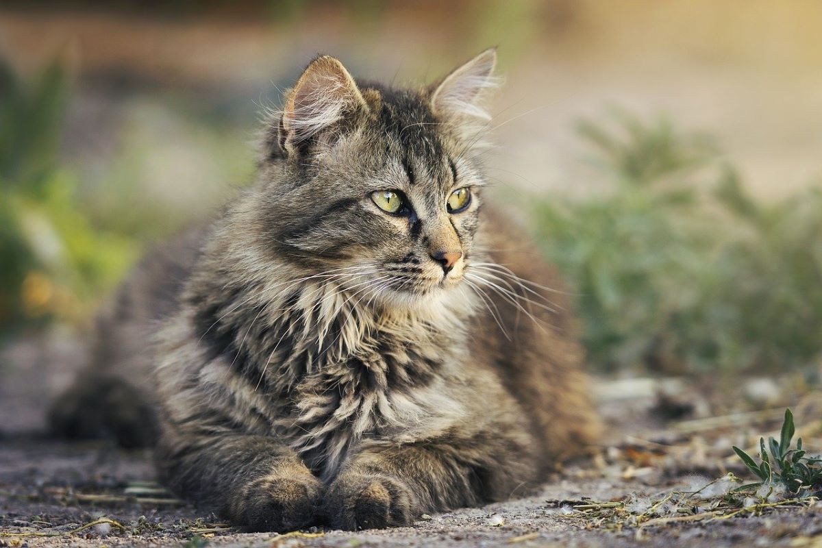 Vomissements de mousse chez le chat : que se passe-t-il ?