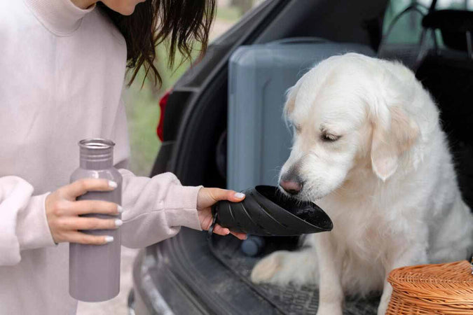 Quels calmants choisir pour son animal de compagnie ?