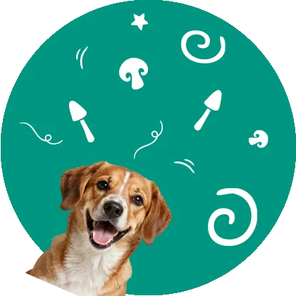 CHAMPIGNONS ADAPTOGÈNES POUR CHIEN