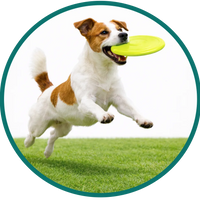 <span style="color: #009681">Solutions de pet care fonctionnelles</span>