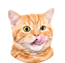 Huiles de CBD pour chats