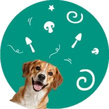 Chiens